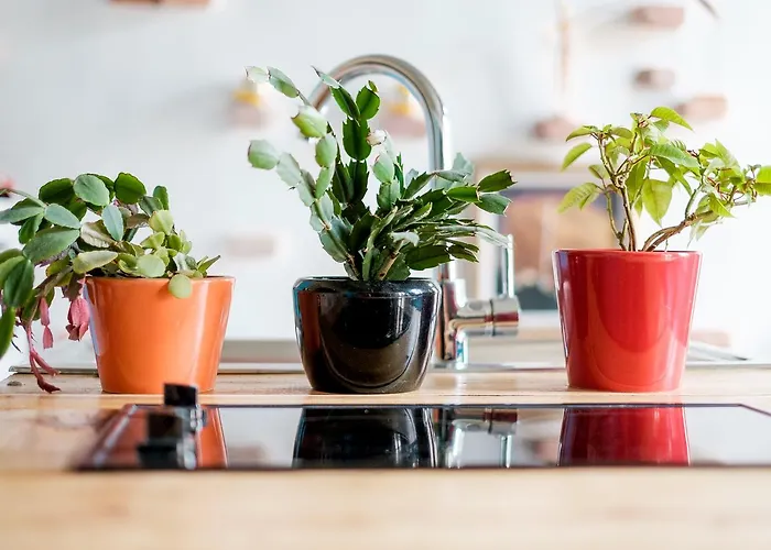 Central Cluj Apartments Cluj-Napoca